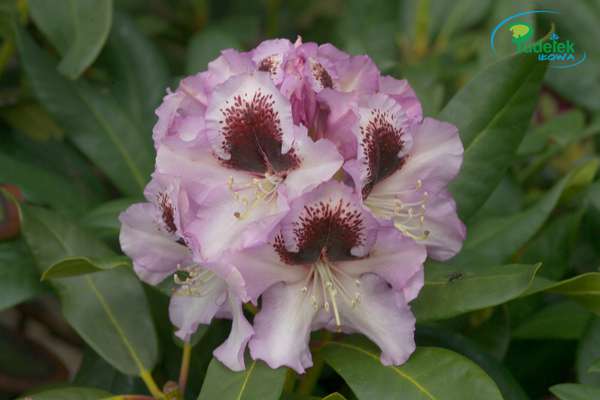 Rhododendron Pinguin